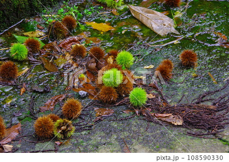 栗拾いにお出かけ 栗拾いにお出かけ 108590330