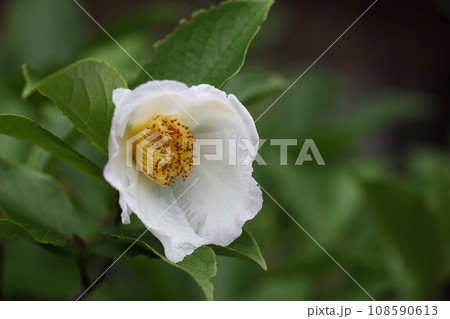 ナツツバキの花 108590613