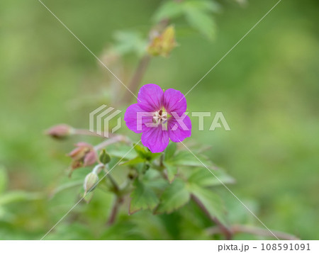 ゲンノショウコ　薬用植物 108591091