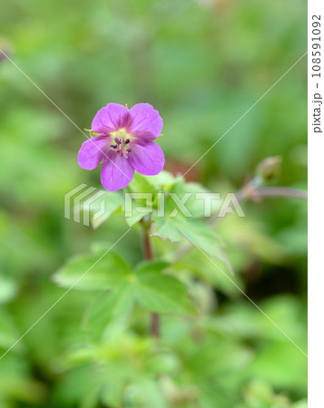 ゲンノショウコ　薬用植物 108591092