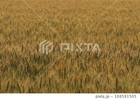 黄金色に色づいたムギ畑 108591505