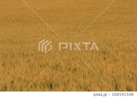 黄金色に色づいたムギ畑 黄金色に色づいたムギ畑 108591506