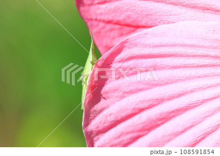 大輪のアメリカフヨウにとまったショウリョウバッタ　　 108591854