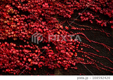 紅葉した蔦紅葉 108592420