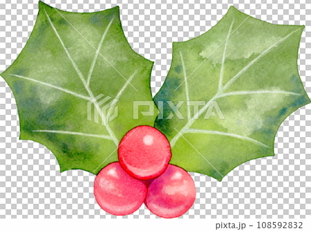 [聖誕節]兩片葉子的西方冬青水彩插圖 108592832