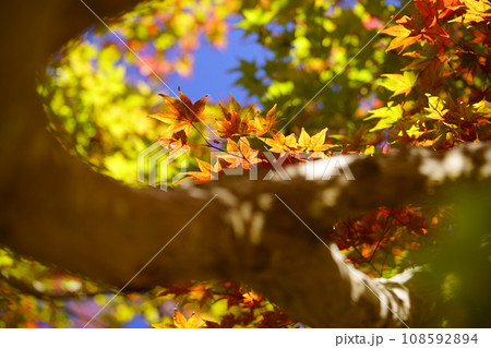 京都・浄瑠璃寺の紅葉 京都・浄瑠璃寺の紅葉 108592894