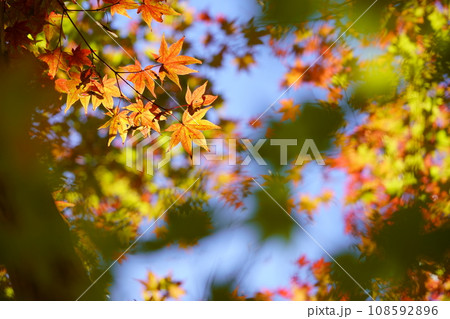 京都・浄瑠璃寺の紅葉 京都・浄瑠璃寺の紅葉 108592896