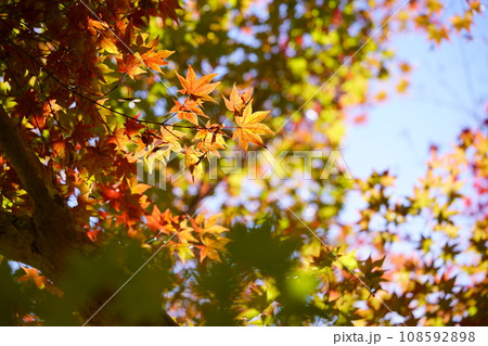 京都・浄瑠璃寺の紅葉 108592898