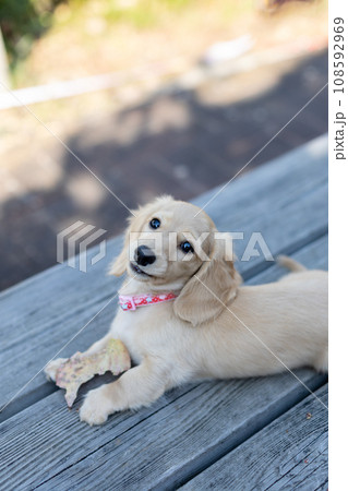 公園で遊ぶ仔犬 カニンヘンダックスフンド 公園で遊ぶ仔犬 カニンヘンダックスフンド 108592969
