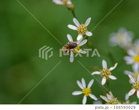 シラヤマギク訪花昆虫 108593029