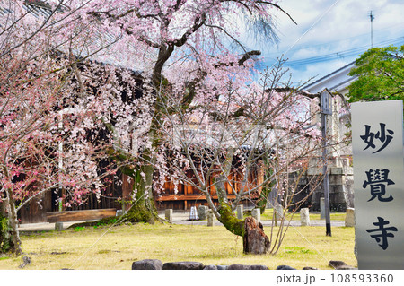 妙覚寺の枝垂れ桜（京都市上京区） 108593360
