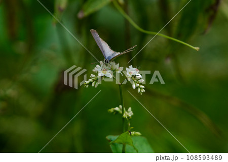 シジミチョウ科ウラナミシジミ♂の吸蜜 シジミチョウ科ウラナミシジミ♂の吸蜜 108593489