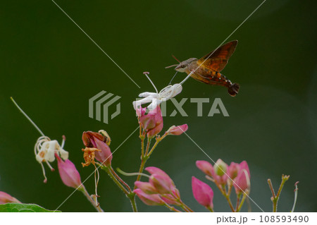 昼行性蛾　スズメガ科ホシホウジャクの吸蜜飛行 108593490