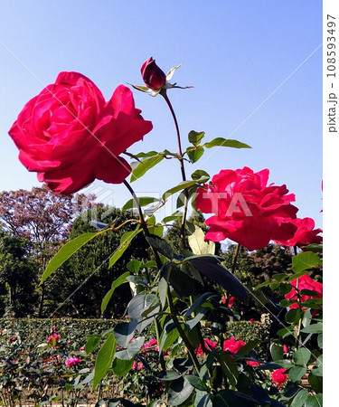 赤いバラが咲いています 108593497