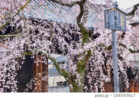 妙覚寺の枝垂れ桜(京都市上京区) 妙覚寺の枝垂れ桜(京都市上京区) 108593617