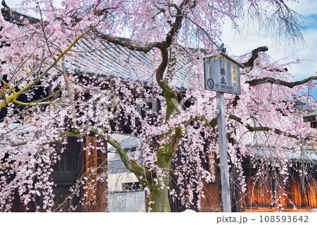 妙覚寺の枝垂れ桜（京都市上京区） 108593642