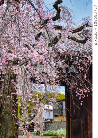 妙覚寺の枝垂れ桜（京都市上京区） 108593737