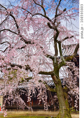 妙覚寺の枝垂れ桜(京都市上京区) 妙覚寺の枝垂れ桜(京都市上京区) 108593803
