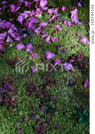 京都　槇尾山　西明寺 108594148