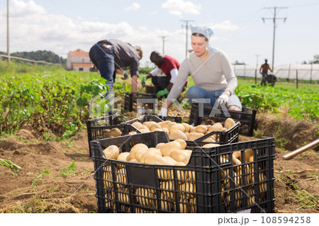 Freshly picked potatoes in boxes 108594258