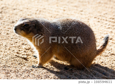 Black tailed prairie dog eating grass  108594611