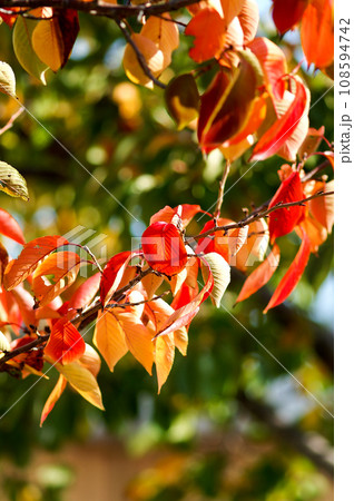 信濃川・やすらぎ堤の桜の紅葉 108594742