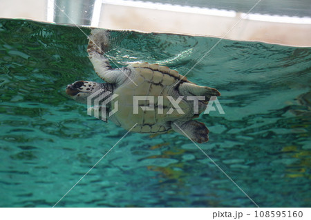 水槽で泳ぐウミガメ 108595160