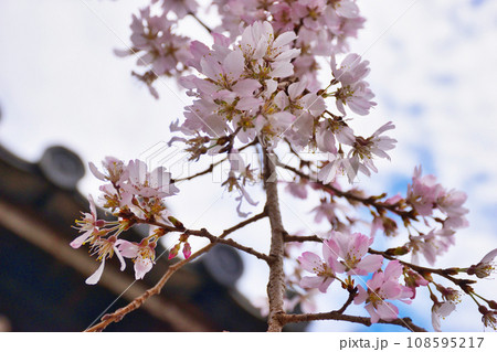 妙覚寺の枝垂れ桜（京都市上京区） 108595217