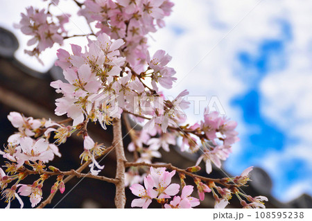 妙覚寺の枝垂れ桜(京都市上京区) 妙覚寺の枝垂れ桜(京都市上京区) 108595238