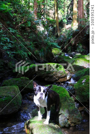 毛呂山町の観光スポット獅子ヶ滝下流の岩場で可愛く見つめるボストンテリアのマイティ君♡ 108595241
