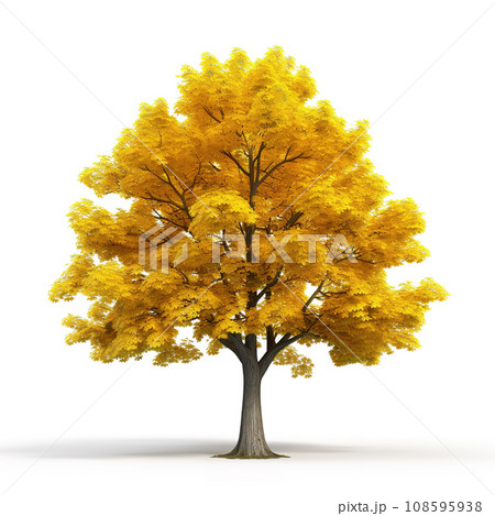Image of maple tree on white background. Nature. Image of maple tree on white background. Nature. 108595938