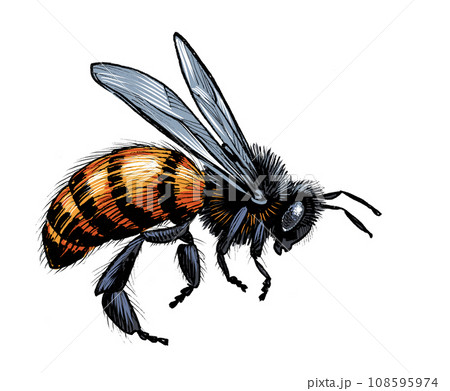 Flying bee. Hand-drawn ink on paper and hand-colored on tablet 108595974
