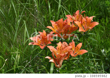 エゾスカシユリ 108595982