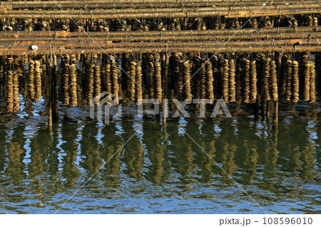 安芸津町(東広島市)の牡蠣養殖 108596010