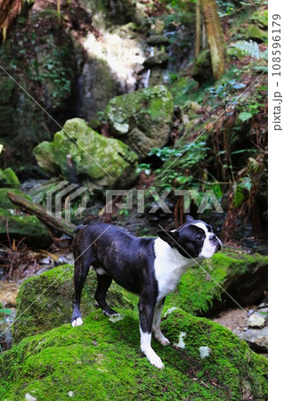 ゆずの里毛呂山町の渓谷の岩場で可愛く見つめるボストンテリアのマイティ君♡ 108596179