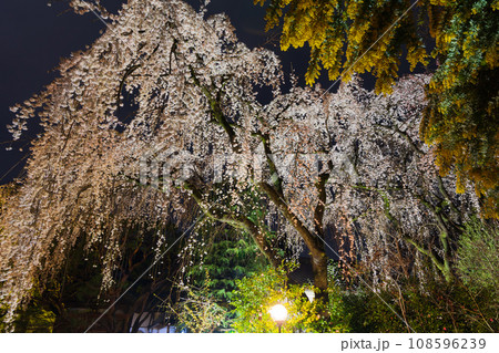 小江戸川越の春 桜の名所 中院の夜桜ライトアップ 小江戸川越の春 桜の名所 中院の夜桜ライトアップ 108596239