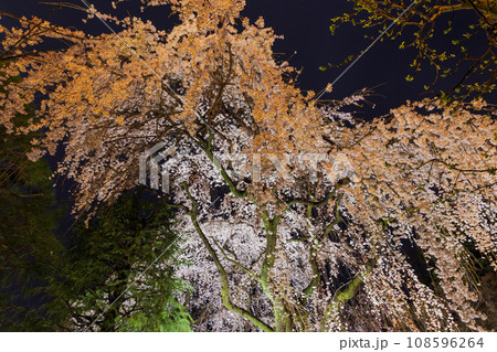 小江戸川越の春 桜の名所 中院の夜桜ライトアップ 小江戸川越の春 桜の名所 中院の夜桜ライトアップ 108596264