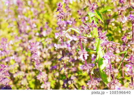 屋外で青空の下、秋の紫のホーリーバジルの花畑で茎に止まる緑のカマキリ 屋外で青空の下、秋の紫のホーリーバジルの花畑で茎に止まる緑のカマキリ 108596640