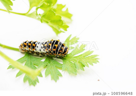 白背景に食草の三つ葉の緑の葉の上に乗るキアゲハ蝶の中齢幼虫 108596648