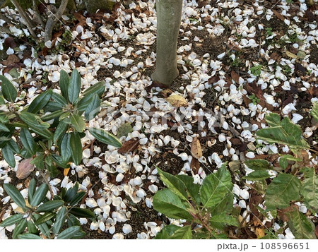 白い花びらが落ちた地面 白い花びらが落ちた地面 108596651