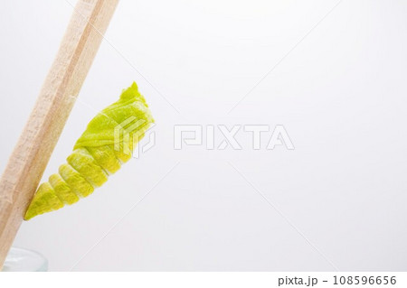 ホワイトバックに割り箸に帯糸をかけて蛹化したばかりの黄緑色の薄いキアゲハ蝶 108596656