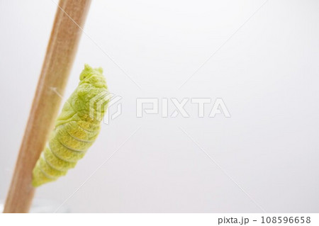 白背景に木の棒で蛹になった黄緑色のキアゲハチョウ 108596658
