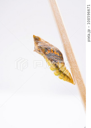 白バックに羽の模様が綺麗に透けたキアゲハチョウのサナギ、縦 108596671