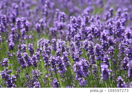 美しいラベンダー 美しいラベンダー 108597273