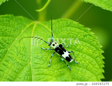カラムシの葉にいるラミーカミキリ カラムシの葉にいるラミーカミキリ 108597275