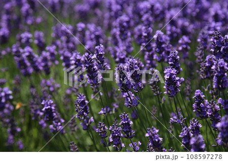 美しいラベンダー畑 美しいラベンダー畑 108597278