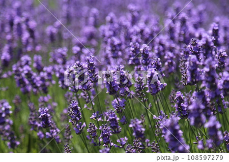 羊ヶ丘展望台のラベンダー畑 108597279