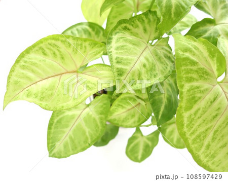シンゴニウム　観葉植物 108597429