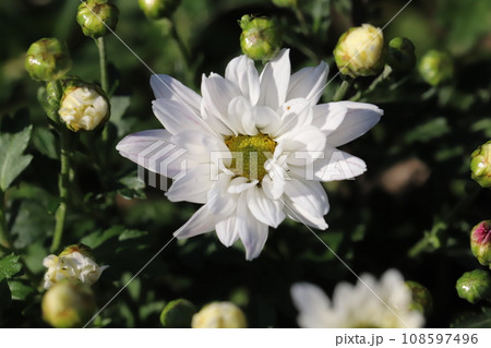 秋の庭に咲く白いスプレーギクの花 108597496