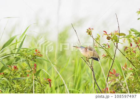 木にとまるヨシゴイ 108597497